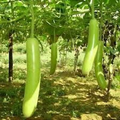 Snake Gourd Seeds (Lagenaria siceraria) - Heirloom, Non-GMO, 10 Seeds