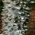 Hercules' Club Tree Seeds (Zanthoxylum clava-herculis) - 20 Seeds, Full Sun, Zones 7-9