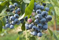 Blueberry Cuttings (10) – Elizabeth & Chandler Hardwood, 6-10" | Northern Highbush