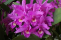 Cattleya skinneri Pink Live Orchid Seedling, 2" Pot — National Flower of Costa Rica
