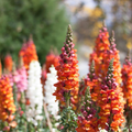 Antirrhinum majus Frosted Flames Snapdragon Seeds - 1000+ Heirloom Seeds
