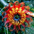 Lantern Banksia 'Fireworks' Seeds (Banksia ericifolia) – Exotic 8' Tall Flowering Shrub