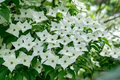 Kousa Dogwood Tree Seeds Cornus kousa 'Milky Way' - White Flowers, Red Berries, Hardy 15-30 ft