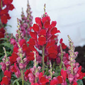 Candy Tops Red Snapdragon Seeds (Antirrhinum majus) - 1000+ Seeds, Compact Red Blooms
