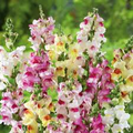 Brighton Rock Snapdragon Seeds (Antirrhinum majus) - 1000+ Seeds, Bicolor Mix