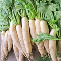 Japanese Minowase Daikon Radish Seeds - 1g, Non-GMO, Heirloom, Long White Roots