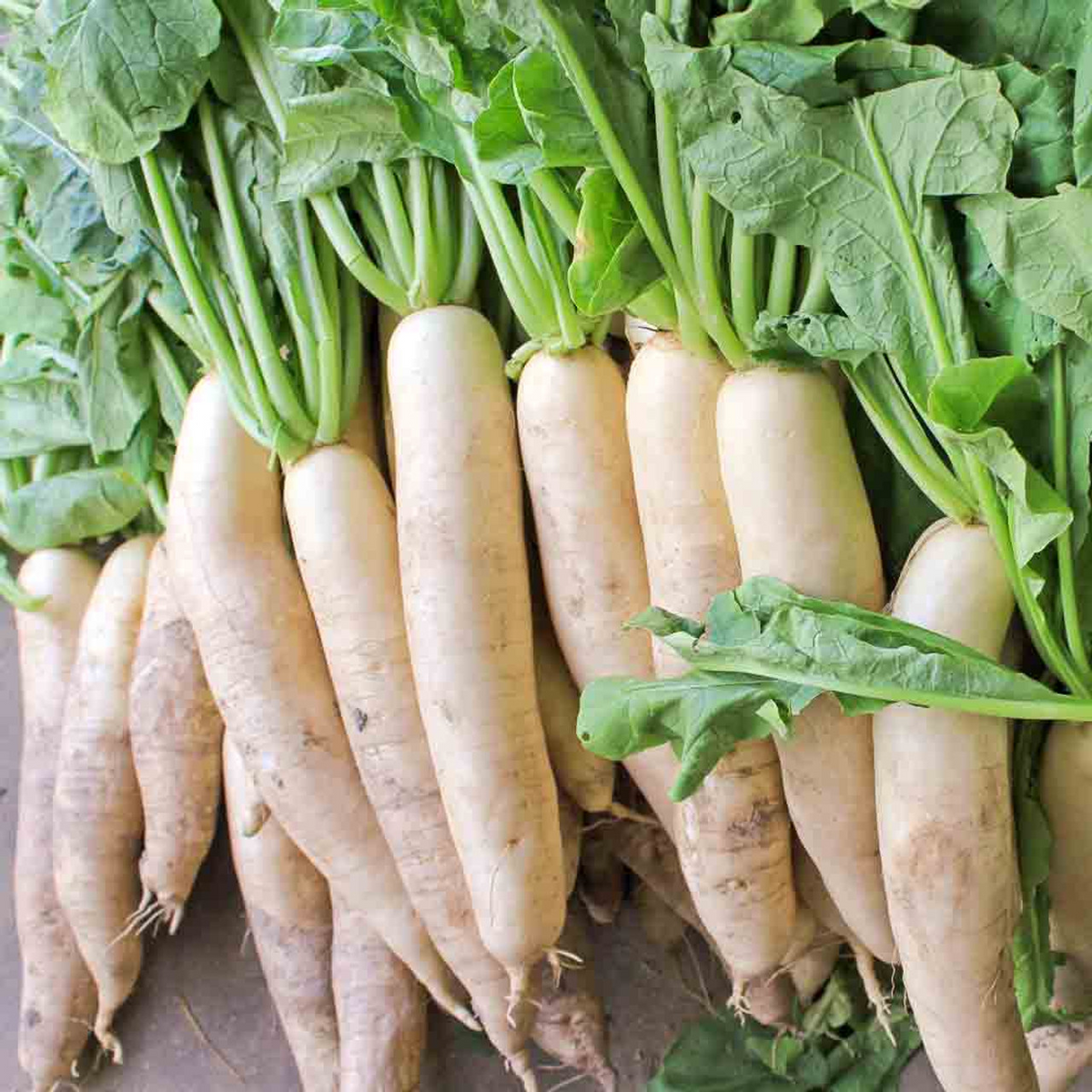 Japanese Minowase Daikon Radish Seeds - 1g, Non-GMO, Heirloom, Long White Roots