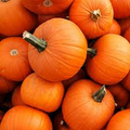 New England Pie Pumpkin Seeds (Cucurbita pepo) - Heirloom, 4-7 lb Fruit, Open-Pollinated