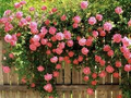 Pink Climbing Rose Seeds - 20 Rare Pink Climbing Rose Seeds for Trellises, Fences & Arbors