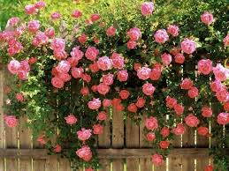 Pink Climbing Rose Seeds - 20 Rare Pink Climbing Rose Seeds for Trellises, Fences & Arbors