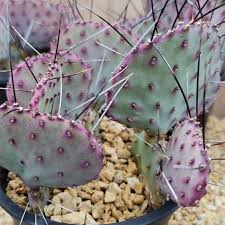 Opuntia Macrocentra Prickly Pear Cutting (5+) – Unrooted, Purple Cactus with Black Spines
