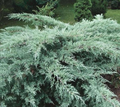 Grey Owl Spreading Juniper Cuttings (4) 5-7" Starter Plants