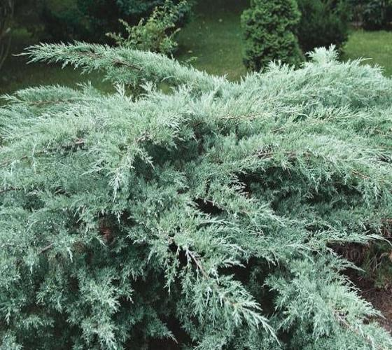 Grey Owl Spreading Juniper Cuttings (4) 5-7" Starter Plants