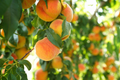 Prunus Persica California Peach Cuttings - 7 Live 6" Unrooted Fruit Tree Cuttings