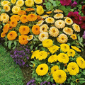 Fiesta Gitana Calendula Seeds - Non-GMO, 80 Days to Maturity, Edible Blooms (Orange/Yellow)