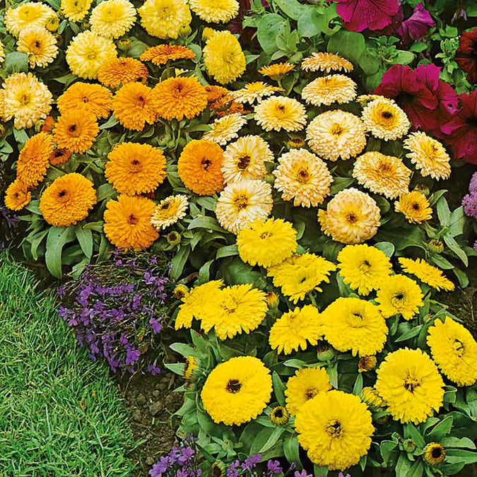 Fiesta Gitana Calendula Seeds - Non-GMO, 80 Days to Maturity, Edible Blooms (Orange/Yellow)