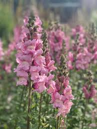 Antirrhinum majus Potomac Lavender Snapdragon Seeds – 1000+ Seeds, Soft Purple Blooms