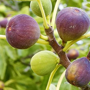 100 Smith Fig Seeds - Ficus carica Heirloom Fig Seeds for Fresh Eating & Drying