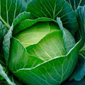 Cabbage Copenhagen Market Seeds - Heirloom Brassica oleracea | 1g ( approx. 200 seeds )