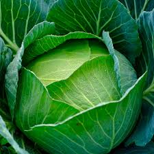 Cabbage Copenhagen Market Seeds - Heirloom Brassica oleracea | 1g ( approx. 200 seeds )