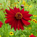 Tall Red Plains Coreopsis Seeds - Coreopsis tinctoria, Crimson-Red Blooms, 12-36", Zones 3-10