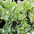 Ripple Jade Crassula Arborescens Undulatifolia Bare Root Plant - 3" Live