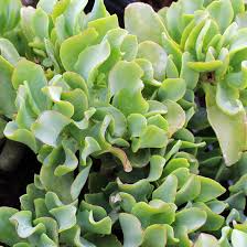 Ripple Jade Crassula Arborescens Undulatifolia Bare Root Plant - 3" Live