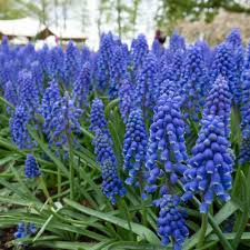 Muscari Armeniacum Bulbs - Blue Grape Hyacinth, 6-8" Tall, Deer Resistant, Award-Winning