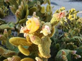Cow's Tongue Cactus (Opuntia liguiformis) Pad Cutting 8-10" – Cold Hardy, Golden Bloom