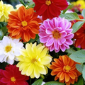 Cracker Jack Mix Marigold Seeds (Tagetes erecta) – Non-GMO, Zones 1-10