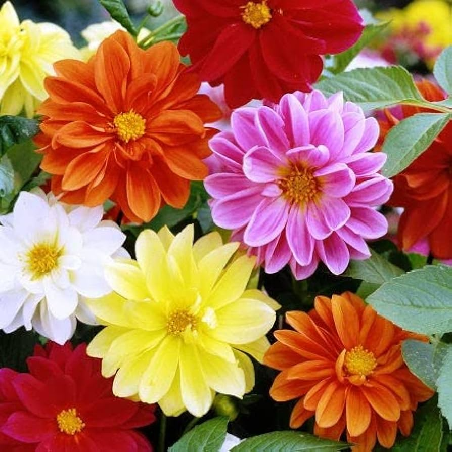 Cracker Jack Mix Marigold Seeds (Tagetes erecta) – Non-GMO, Zones 1-10