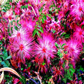 Pink Fairy Duster Tree Seeds (Mesquitella eriophylla) – 10 Seeds, Drought-Tolerant, Hummingbird Attractant