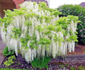 White Wisteria floribunda Alba Seeds - Hardy Climbing Vine, Fragrant White Flowers