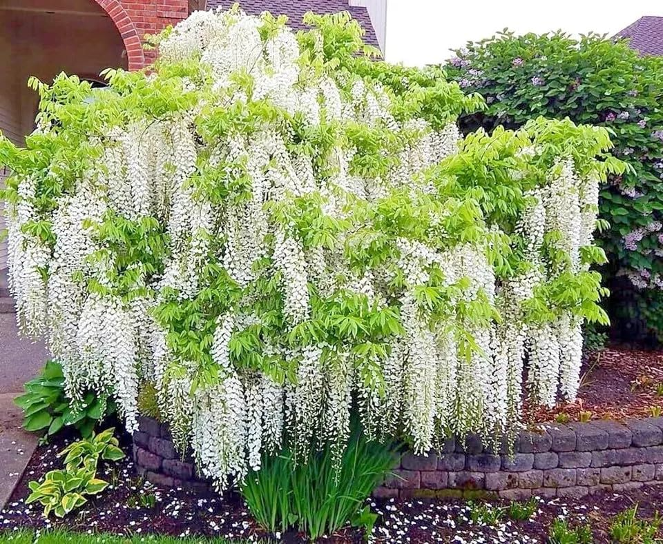 White Wisteria floribunda Alba Seeds - Hardy Climbing Vine, Fragrant White Flowers