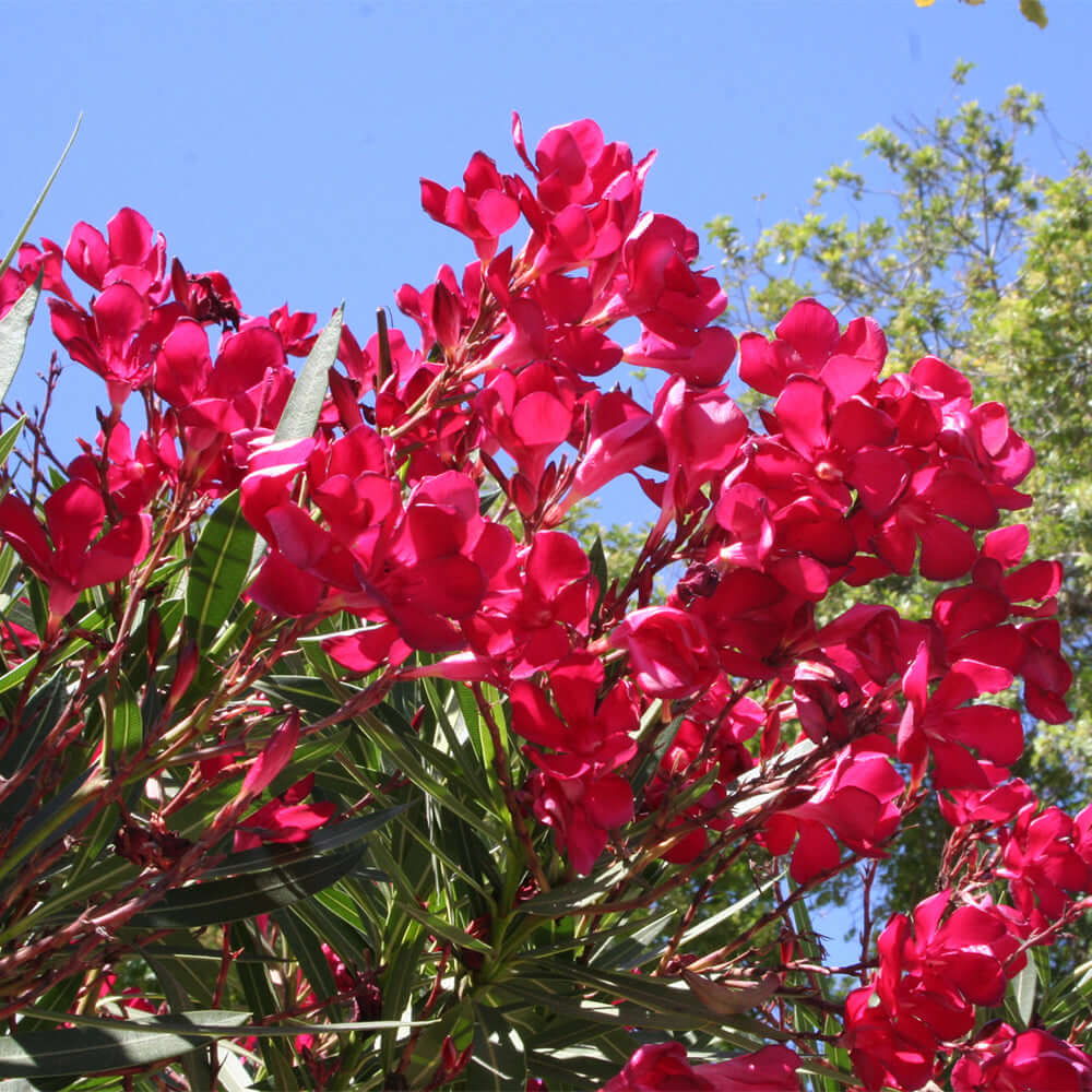 Oleander Red Live Cuttings - 7 Unrooted 6" Cuttings | Fast-Growing Evergreen Shrub, Red Flowers (Zones 8-10)