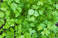 Chervil Seeds - Heirloom, Non-GMO | Mild Anise Flavor | 16-28 in tall | Zones 3-9