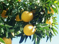Sweeties Grapefruit Seeds - Ultra-Sweet, Low-Acid Citrus (5+ Seeds) – Self-Pollinating, High-Yield