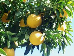 Sweeties Grapefruit Seeds - Ultra-Sweet, Low-Acid Citrus (5+ Seeds) – Self-Pollinating, High-Yield