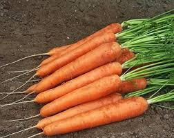 Speedo Carrot Seeds - 1000+ Fast-Growing Carrot Variety (Seeds)