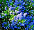 Ceanothus California Lilac - 3 Unrooted 6" Live Cuttings