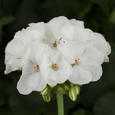 Geranium Pelargonium Zonal White - 3 Live 6" Unrooted Cuttings