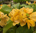 Topaz Gold Bougainvillea Starter Plant | Rare Well-Rooted Plug, Bright Yellow Blooms, USDA 9+