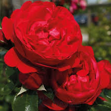 Florentina Rose - 3 Fresh Clippings for Rooting or Grafting (Climbing Rose)