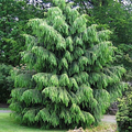 Himalayan Spruce Seeds (Picea smithiana) - 10 Seeds for Weeping Evergreen Bonsai or Landscaping