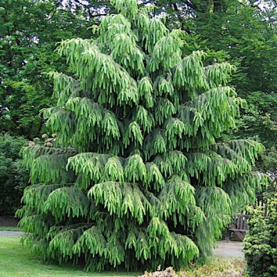 Himalayan Spruce Seeds (Picea smithiana) - 10 Seeds for Weeping Evergreen Bonsai or Landscaping
