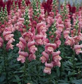 Antirrhinum majus Maryland Lavender Snapdragon Seeds - 1000+ Premium Seeds