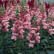 Antirrhinum majus Maryland Lavender Snapdragon Seeds - 1000+ Premium Seeds