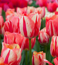 Tulip Spryng Break Bulbs - 5 Cream & Red Double Peony Tulips, Color-Changing Blooms, 15" Height, Zones 3-8