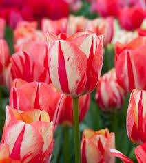 Tulip Spryng Break Bulbs - 5 Cream & Red Double Peony Tulips, Color-Changing Blooms, 15" Height, Zones 3-8