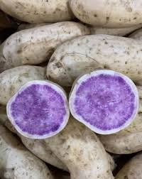 Hawaii Okinawa Purple Sweet Potato Slips (Ipomoea batatas) - 10 Slips, No Roots